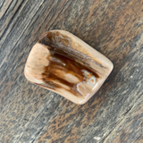 Petrified Wood