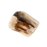 Petrified Wood