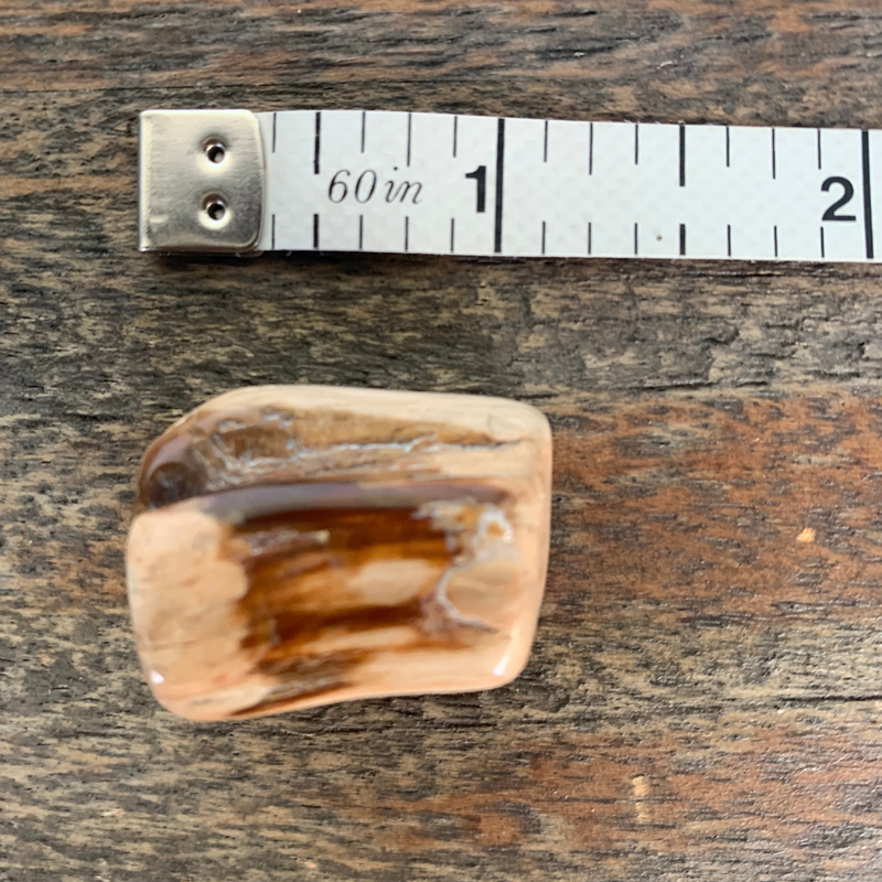 Petrified Wood